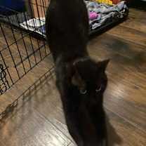 Thumbnail photo of Carlisle #2