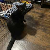 Thumbnail photo of Carlisle #3