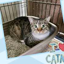 adopt-pet
