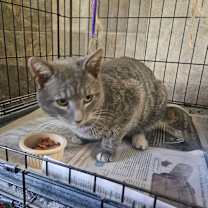 adopt-pet