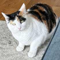 Thumbnail photo of Lunabelle #4