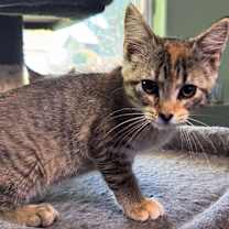 Thumbnail photo of Destin #2