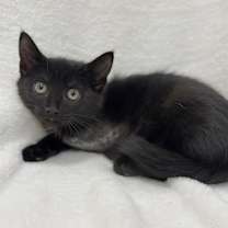 Thumbnail photo of Nemo #1