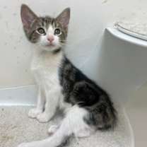 Thumbnail photo of chonkers #1