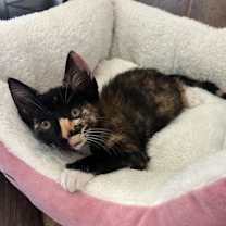 Thumbnail photo of Lou #2