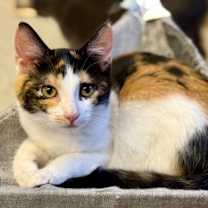adopt-pet