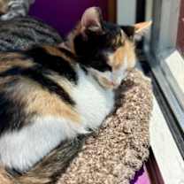 adopt-pet