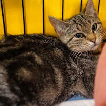 Thumbnail photo of Pickles #3