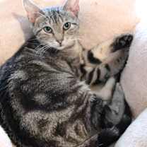 Thumbnail photo of Pickles #4