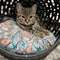 Thumbnail photo of Chip #3