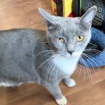 Thumbnail photo of Nubbs #2