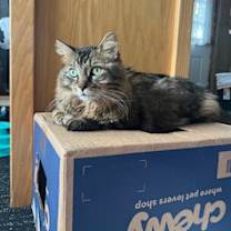 Thumbnail photo of Fluffy Michelle #3