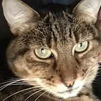 Thumbnail photo of Rosie #1