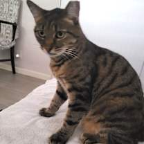 Thumbnail photo of Rosie #3