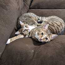 Thumbnail photo of zz 'Chip & Nala' courtesy listing #2