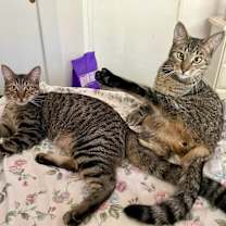 Thumbnail photo of Waldo and Magoo #1