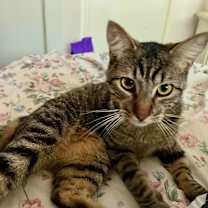 Thumbnail photo of Waldo and Magoo #3