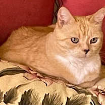 Thumbnail photo of Mowgli #3