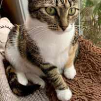 Thumbnail photo of Keke #1