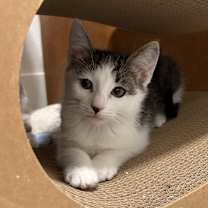 Thumbnail photo of Pikachu #1