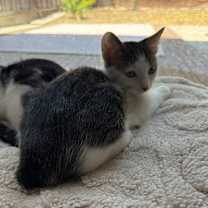 Thumbnail photo of Pikachu #2