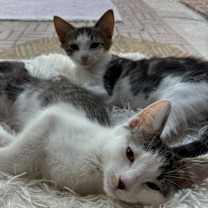 Thumbnail photo of Pikachu #3