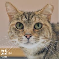 Thumbnail photo of Kai Tarkitty #2