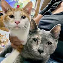 Thumbnail photo of CAT-TINK #4