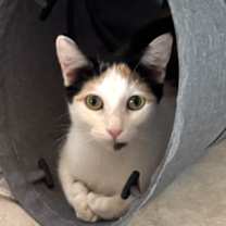 Thumbnail photo of Simone ♡ #2