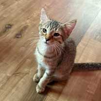 adopt-pet