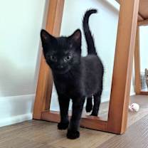 adopt-pet