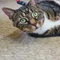 Thumbnail photo of Scooter #2