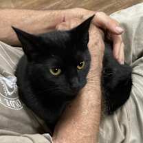 Thumbnail photo of Amaya bonded with Belle #3