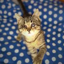 Thumbnail photo of BeeBee #2