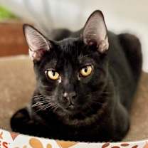 Thumbnail photo of Double Stuffed Oreo ⭐️PROMOTION⭐️ Cookie Litter #1