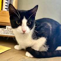 Thumbnail photo of Crumb ⭐️PROMOTION⭐️ Cookie Litter #2