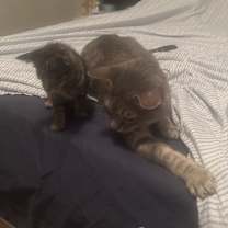 Thumbnail photo of Delfonic #4