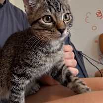 Thumbnail photo of Fishbait Jerny #3