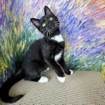 Thumbnail photo of Twinkie #1