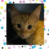 Thumbnail photo of Liam #2