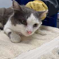 Thumbnail photo of Babes #3