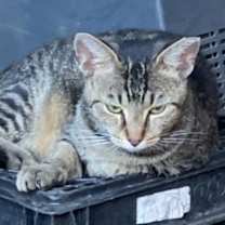 Thumbnail photo of Ollie #1