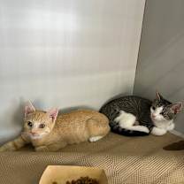 Thumbnail photo of Professor Plum #3