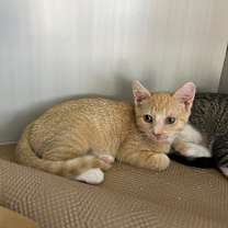 Thumbnail photo of Colonel Mustard #4