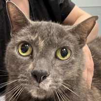 Thumbnail photo of Cocoa #1