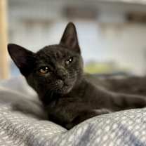 Thumbnail photo of Sweet Pea #1