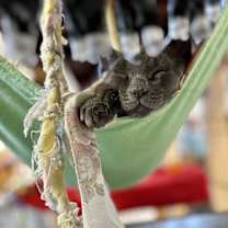 Thumbnail photo of Sweet Pea #2