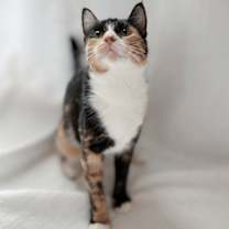 Thumbnail photo of Millie #1