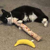 Thumbnail photo of Pawli #1