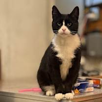 Thumbnail photo of Pawli #2